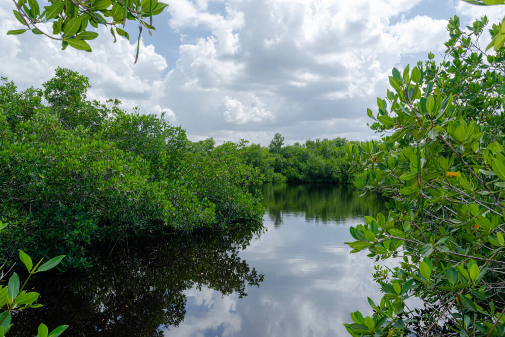 Mangroven im Ökologischen Reservat Varahicacos, einer der Sehenswürdigkeiten in Varadero.
