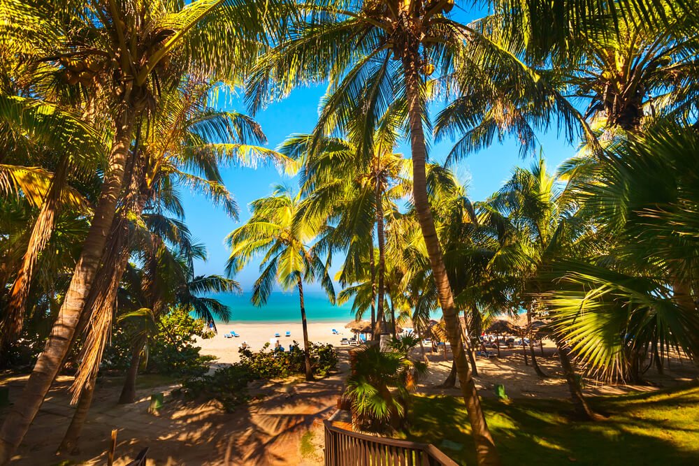 Schattiger Palmengarten mit Blick auf den Strand von Varadero.
