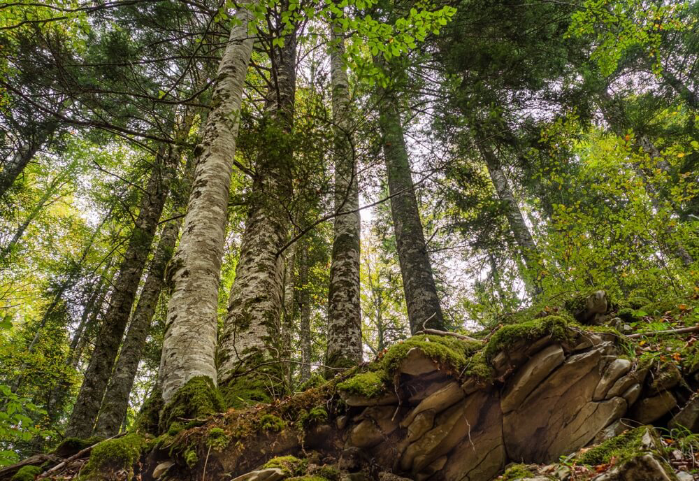 Los bosques más impresionantes en España