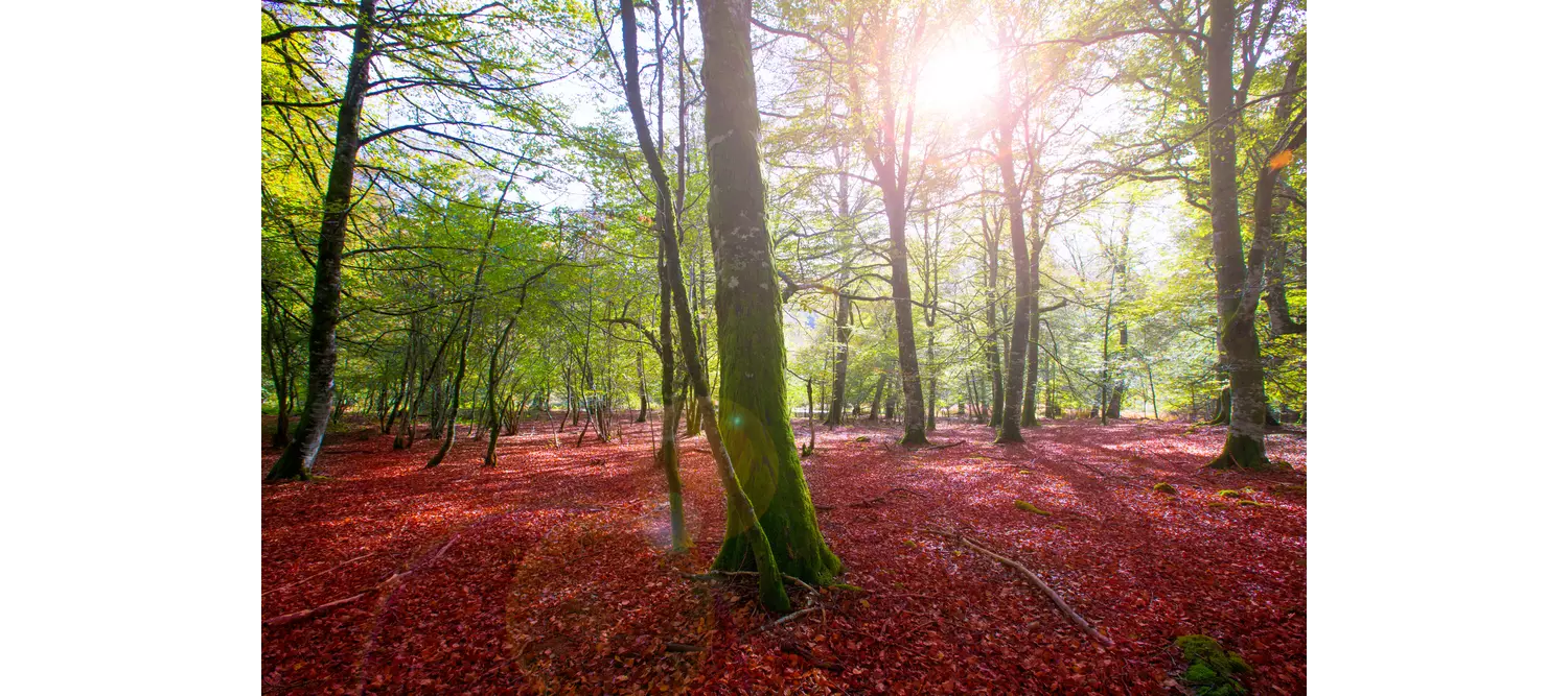 Autumn Selva de Irati fall beech jungle in Navarra Pyrenees of Spain
