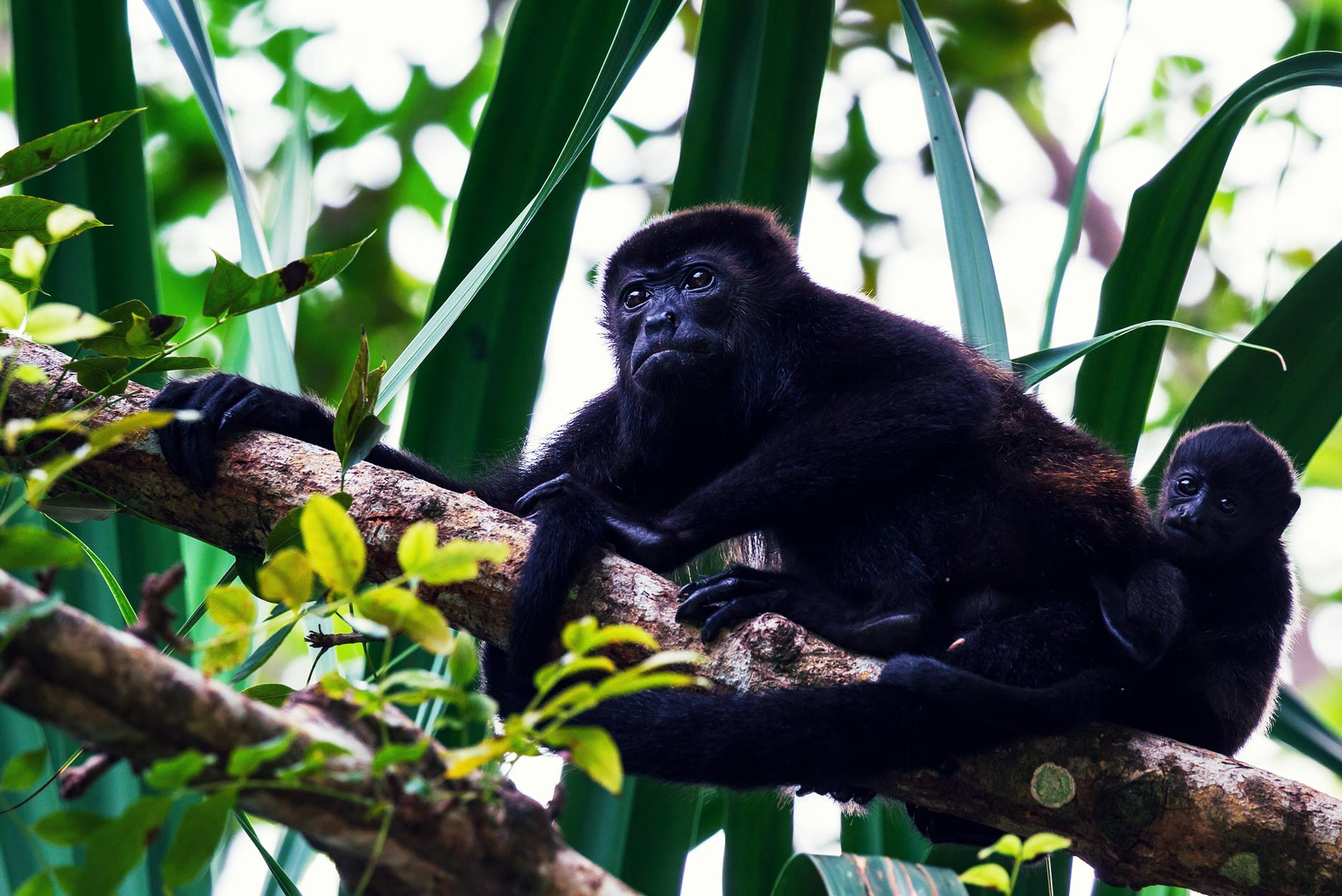 shutterstock_5050485762x-1