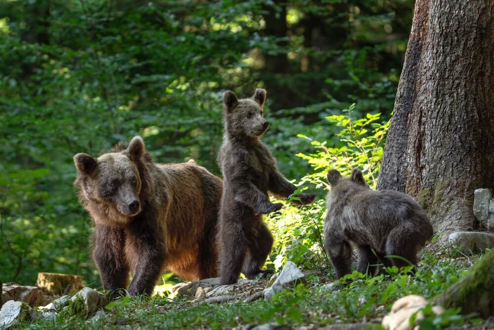 Slowenien Wissenswertes: Braunbären sind in den Wäldern Sloweniens heimisch.