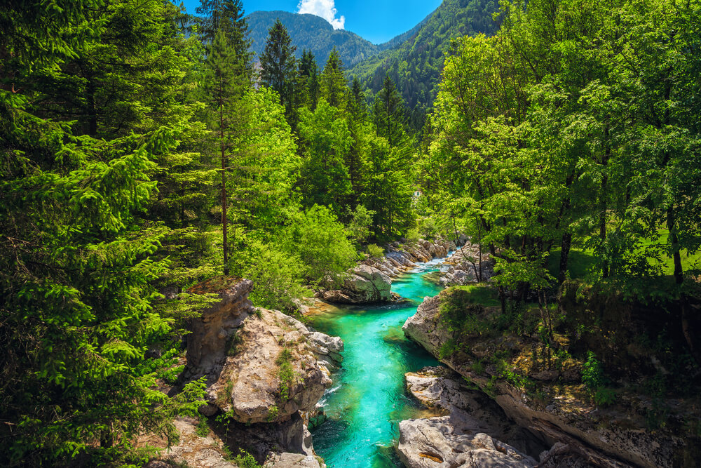 Slowenien Wissenswertes: einer der vielen Wälder Sloweniens mit Fluss.