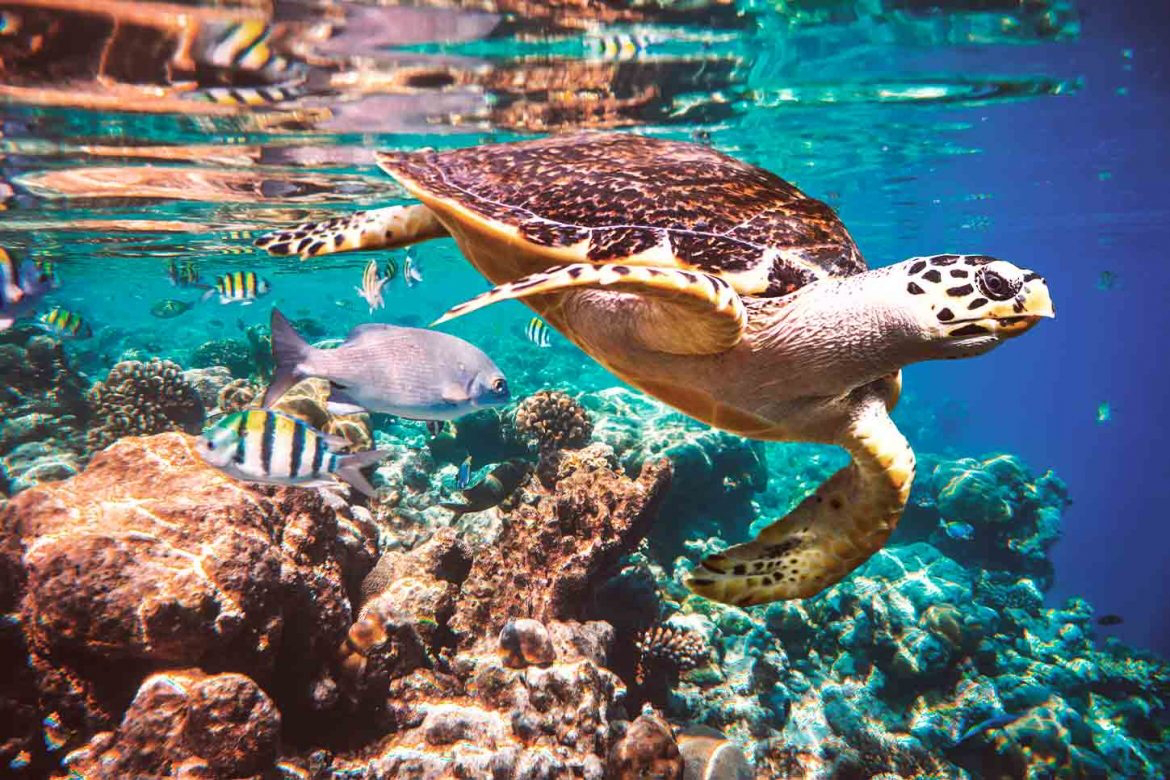 Ein Malediven-Urlaub eignet sich perfekt zum Tauchen