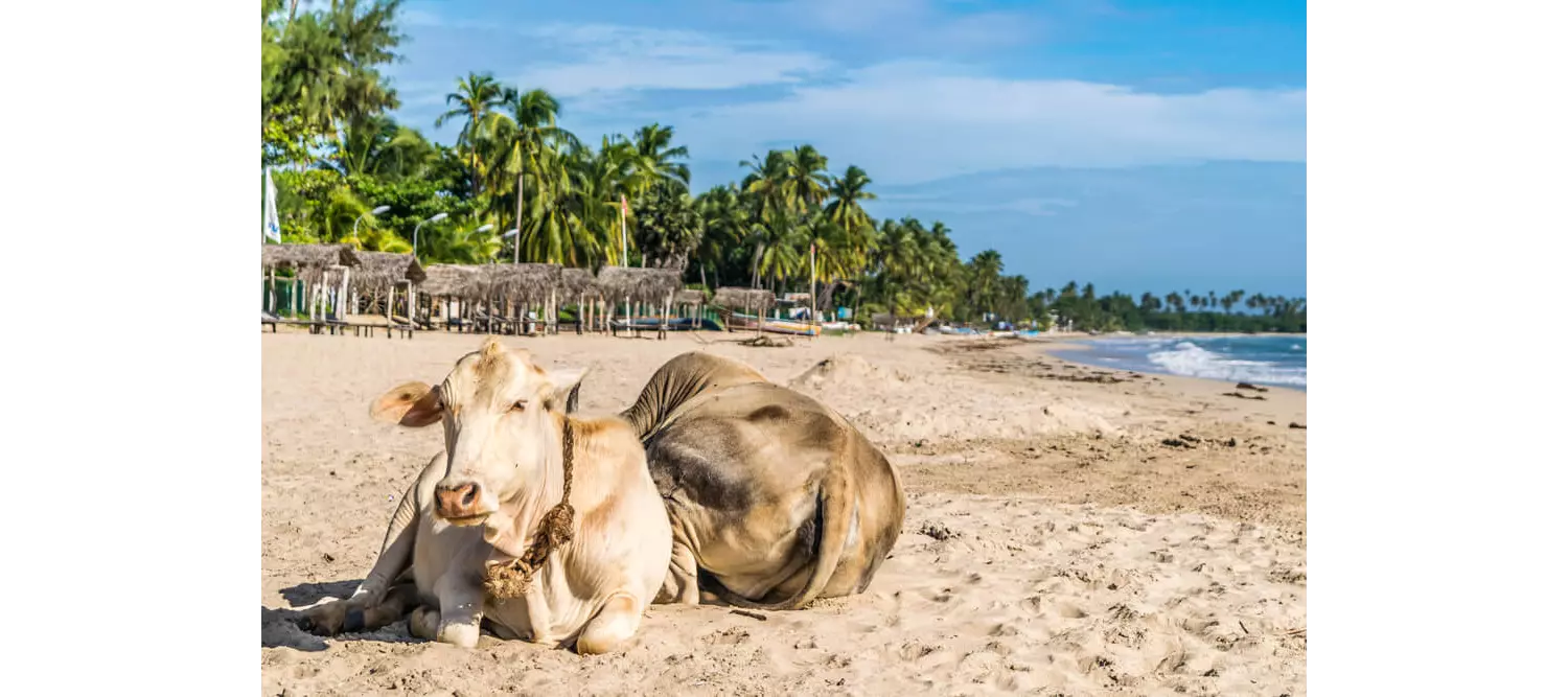 Kuh am Strand von Uppuveli in Sri Lanka.
