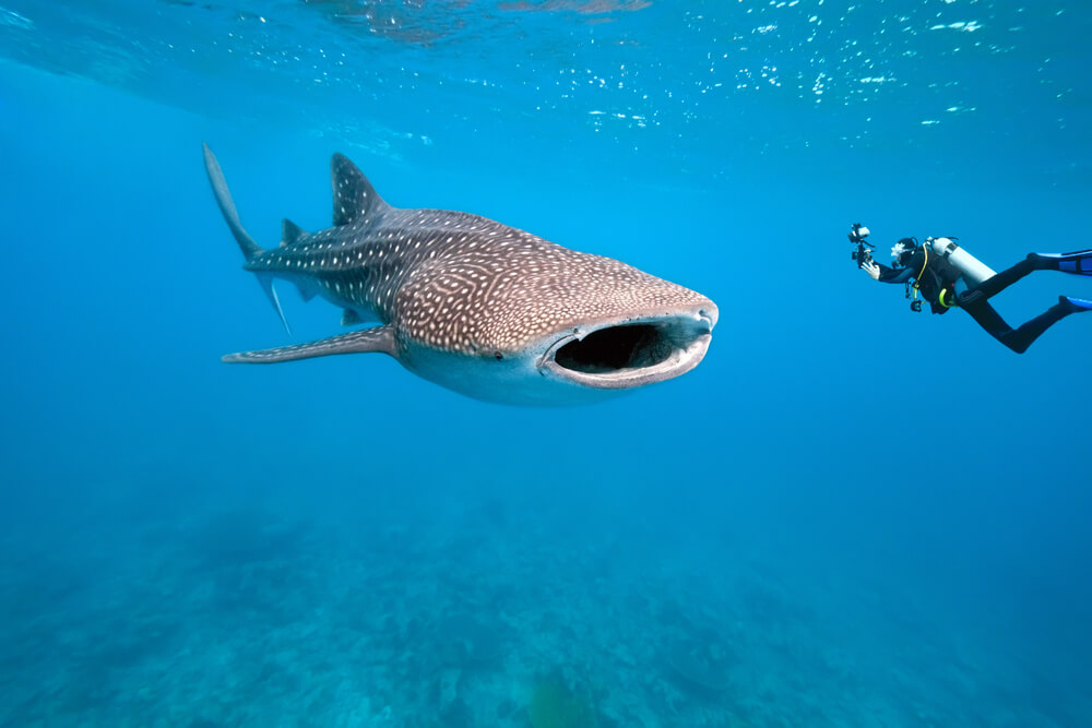 submarinismo maldivas tiburon ballena
