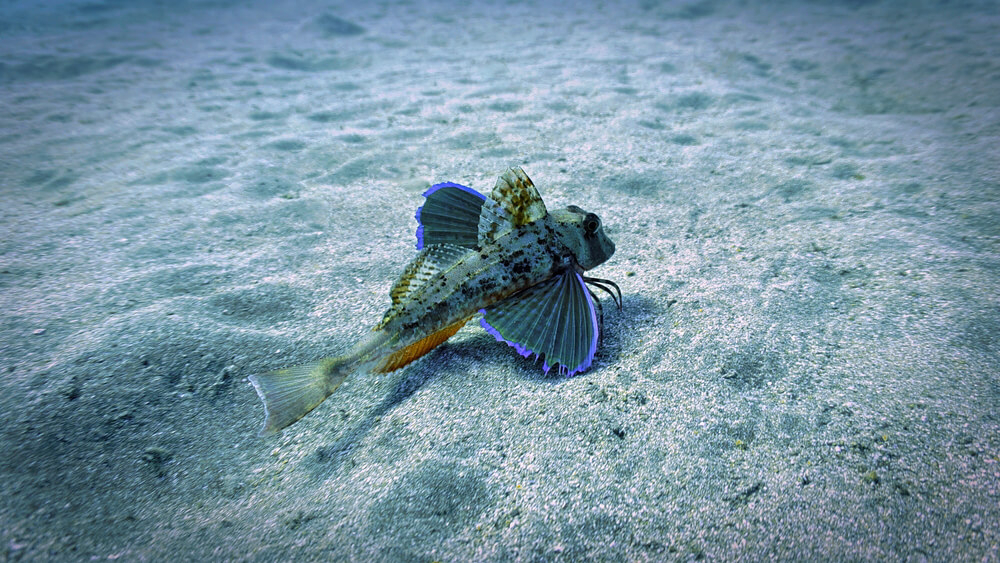 Tauchen auf Teneriffa: Das ruhige Wasser des Südens ist ideal für Anfänger.