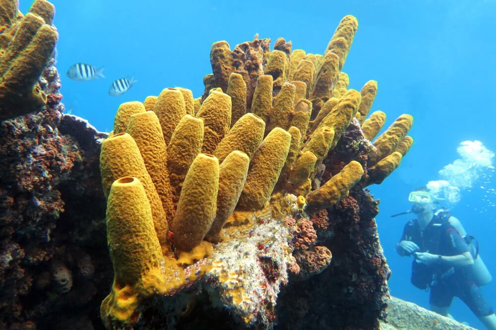 Das Wrack der Antilla vor Aruba ist ein beliebter Ort zum Tauchen in der Karibik.