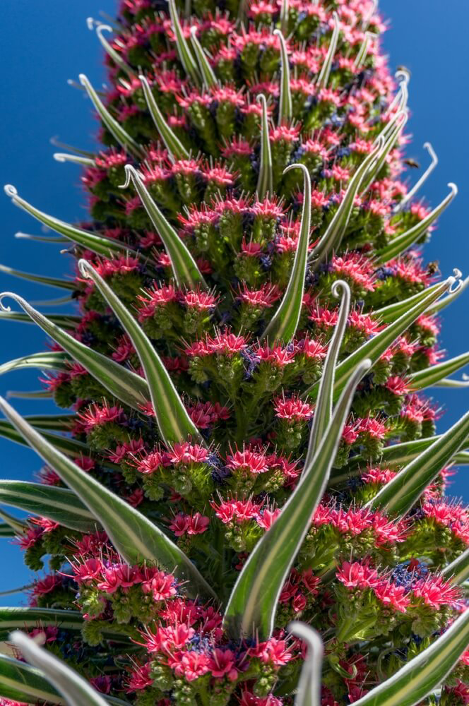 Tajinaste: A close-up of the red bugloss flower