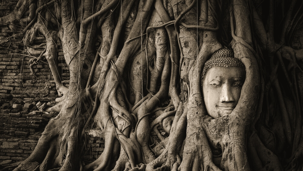 Wat Mahathat: A Buddha statue covered in tree roots