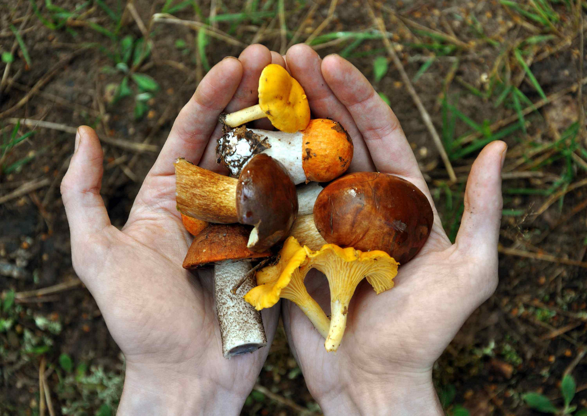 temporada de setas 2022