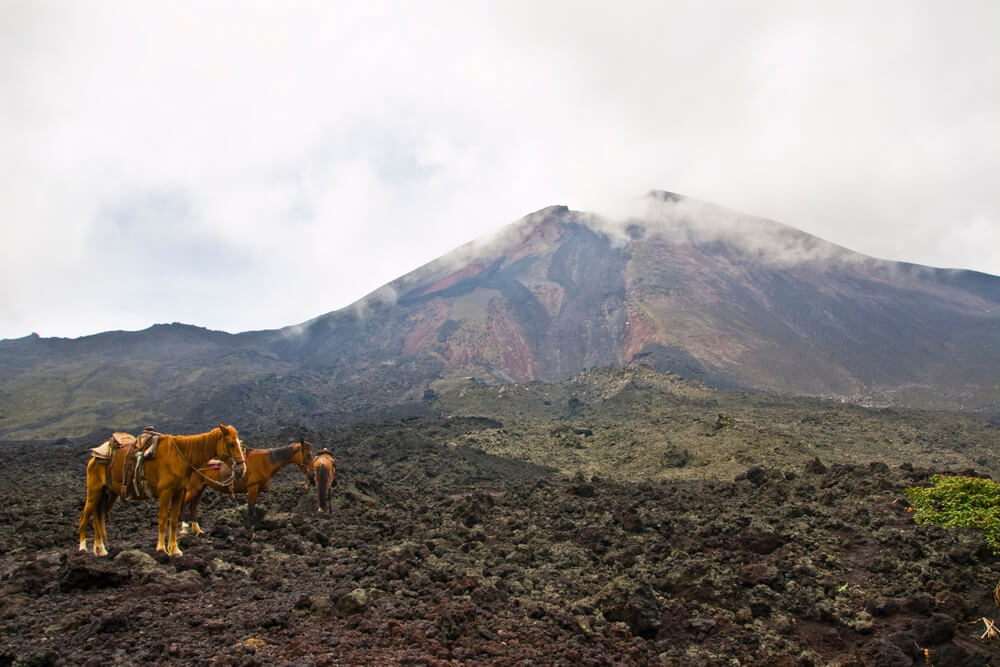 Pacaya Volcano: Three brown horses in front of the Pacaya Volcano in Guatemala