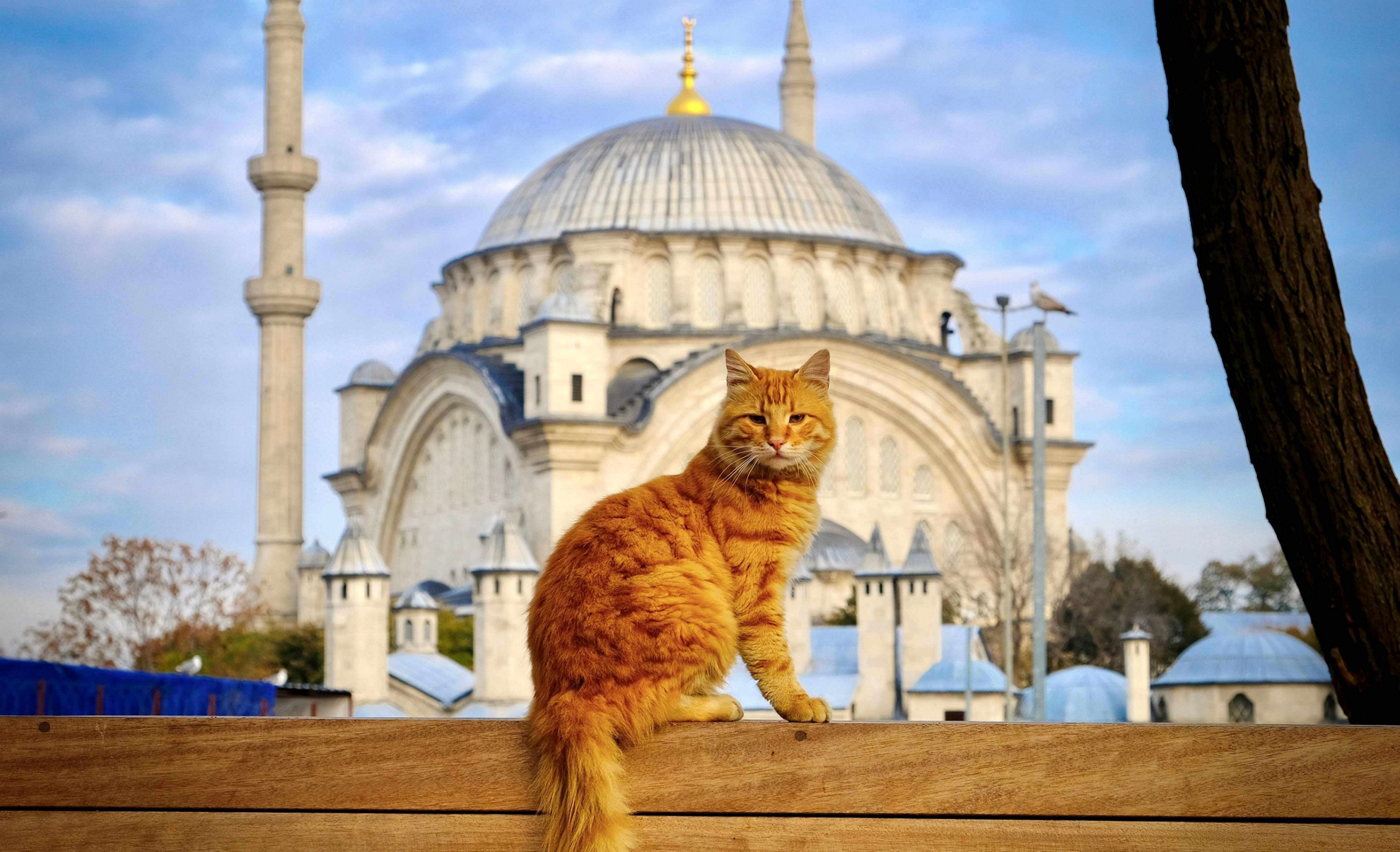 Things to do in Istanbul: Views of Ortakoy at sunset