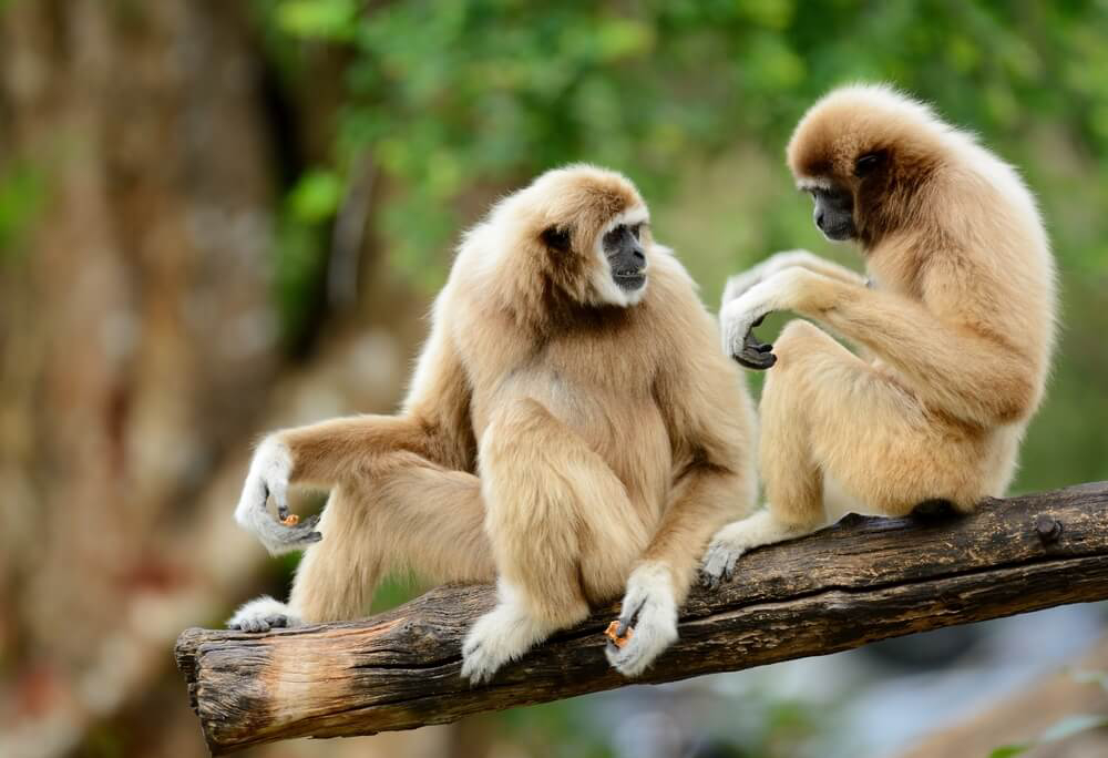 Two gibbons in the Khao Phra Thaeo National Park