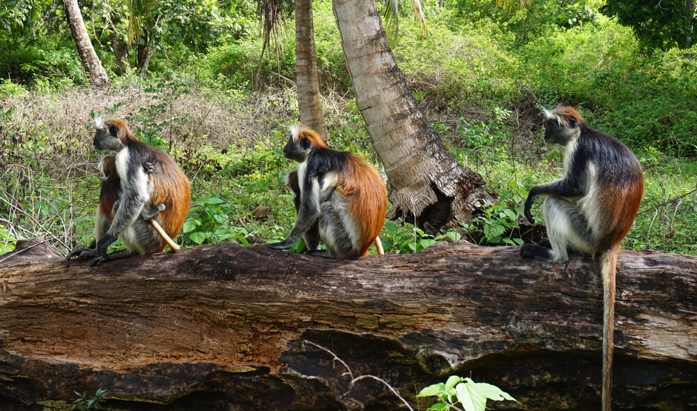 Jozani Forest: three monkeys sitting on a tree trunk in the Jozani Forest, Zanzibar