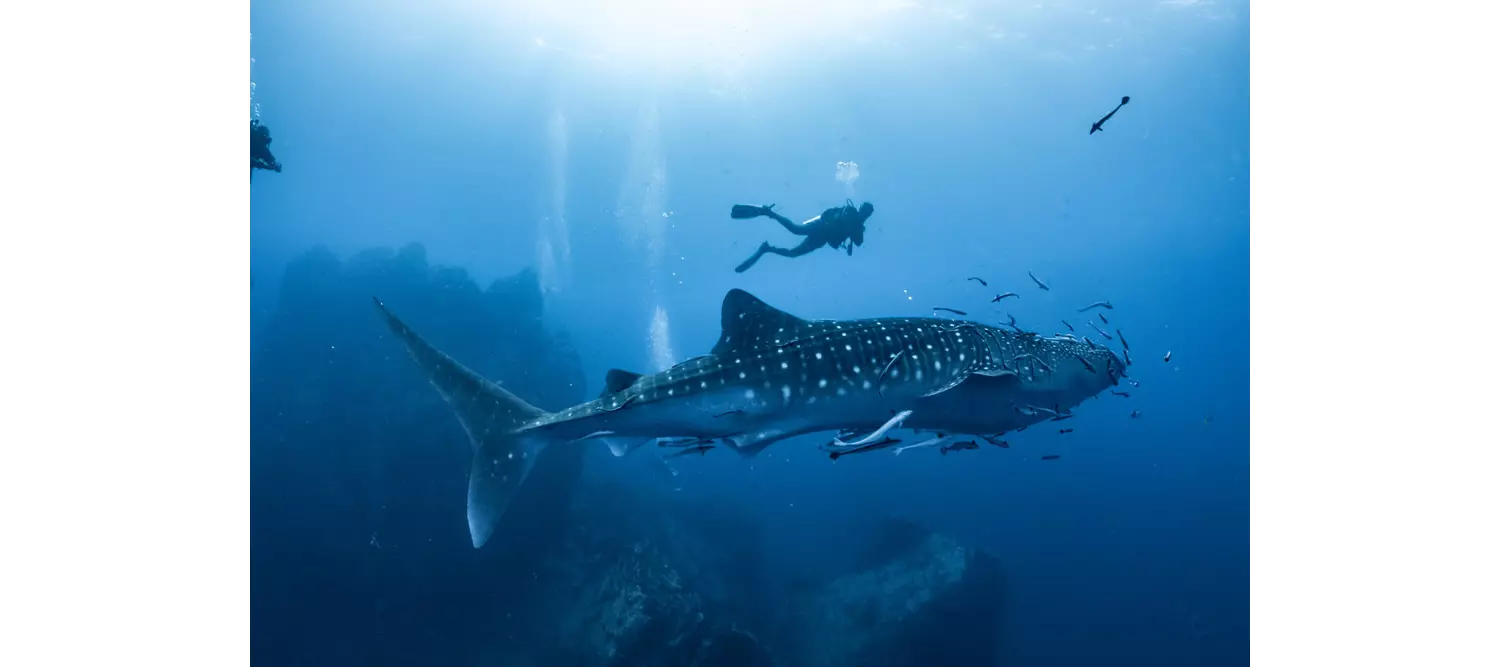 nada con tiburones maldivas