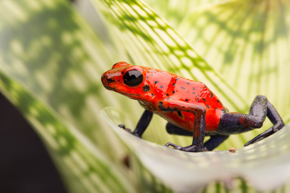 Tiere in Costa Rica: ein Erdbeerfröschen auf einem Ast.
