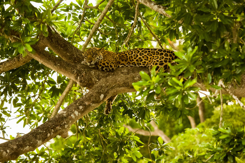 Tiere in Costa Rica: ein Jaguar liegt in einem Baum.