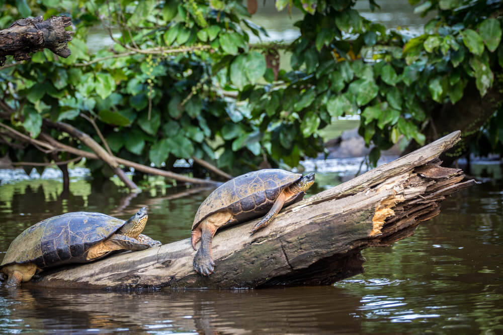 Schildkröten in Costa Rica.