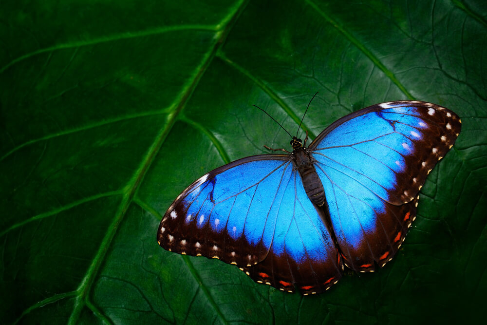Schmetterlinge in Costa Rica: Blauer Morphofalter auf einem Blatt.