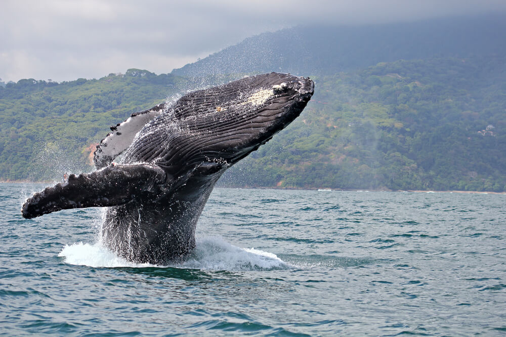 Buckelwal in Costa Rica steigt aus dem Meer auf.