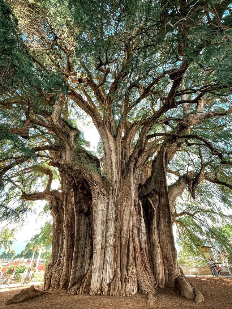 Tule Tree: An ancient cypress tree in a Mexican park