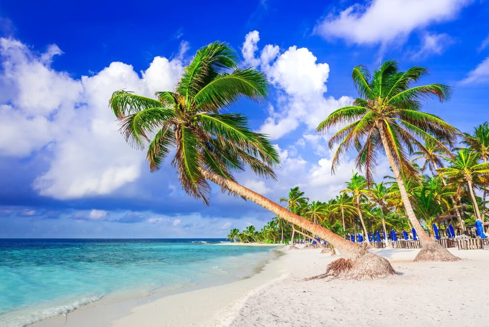Hohe Palmen am Playa Paraíso, Mexiko.