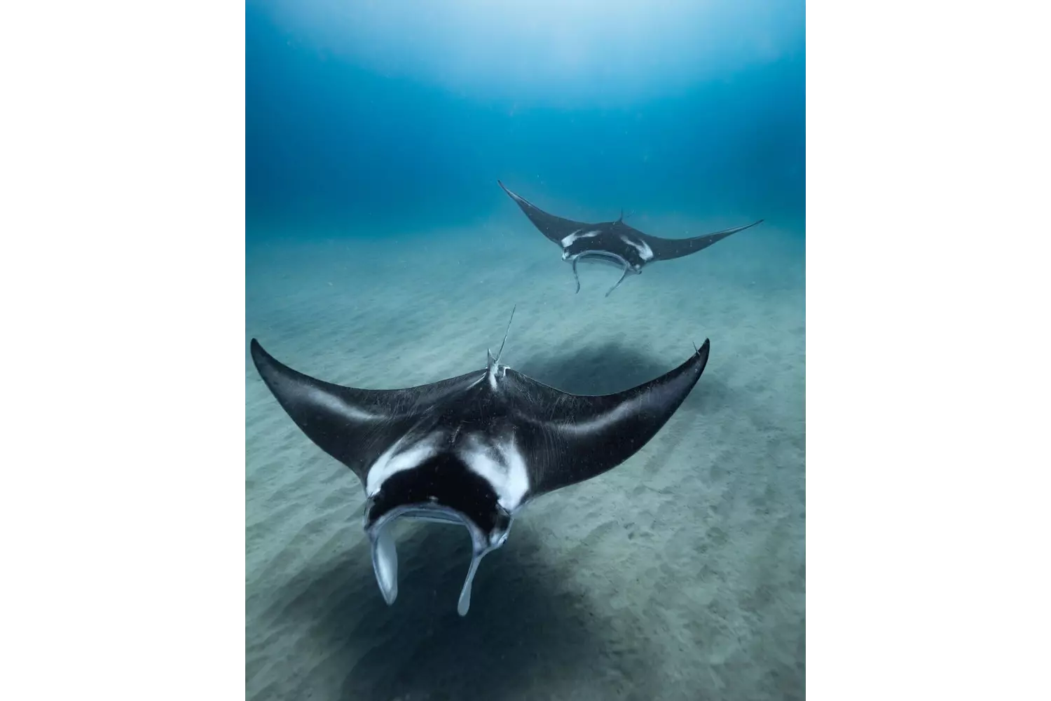 Unterwasserwelt der Malediven: Mantarochen schwimmen am Meeresgrund.