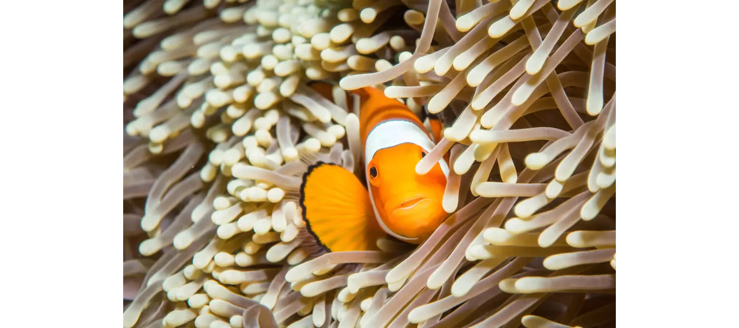 Clownfisch in einer Anemone.