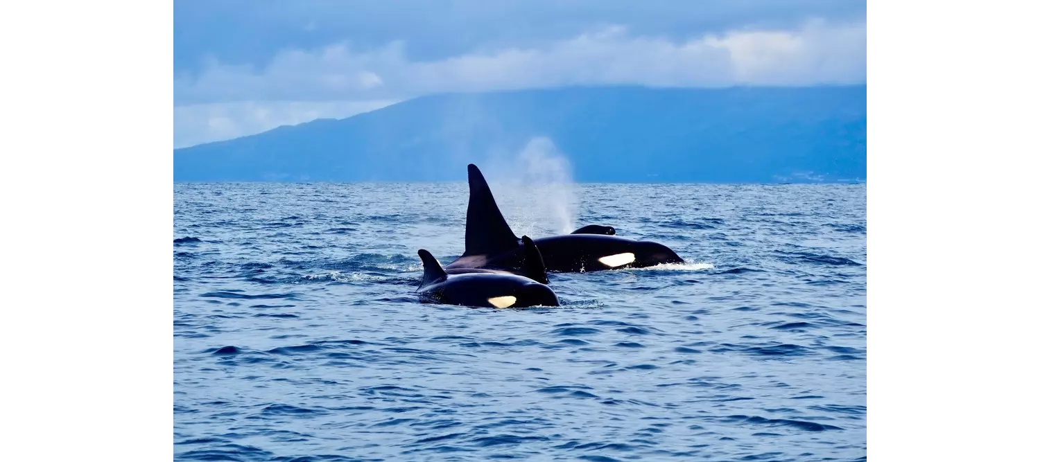 ver ballenas azores