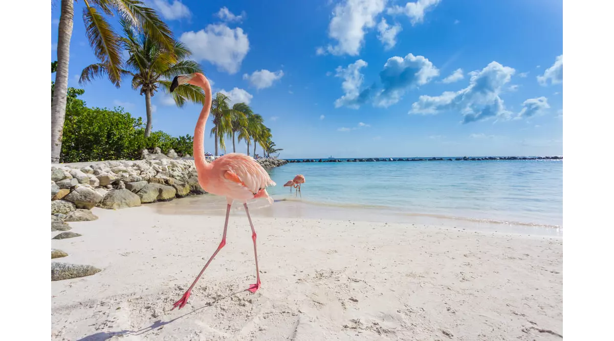 Vacaciones en la Isla de Aruba, la joya del Caribe
