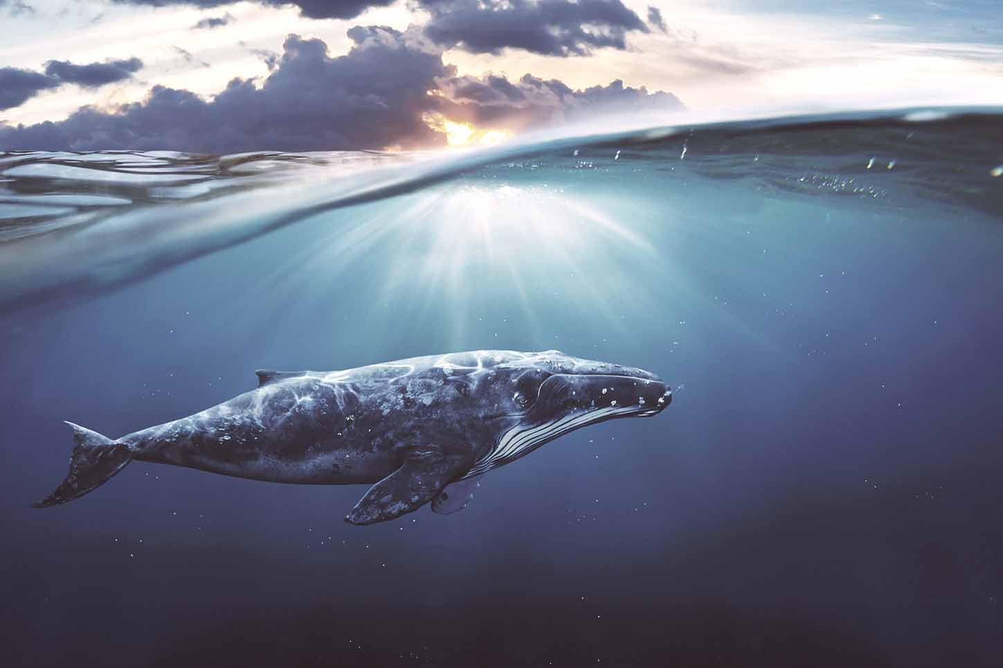 Avistamiento de ballenas