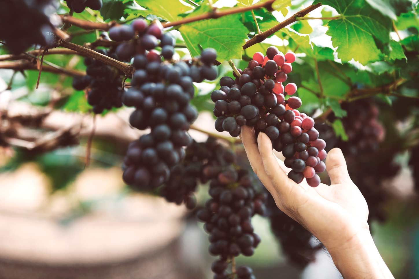 Cuisine et vins se marient bien à Tenerife. Découvrez-y la culture de la vigne