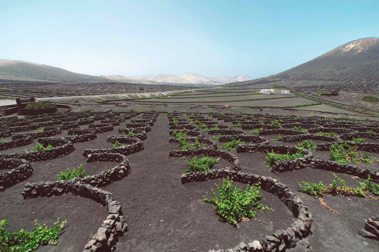 vinos-de-lanzarote