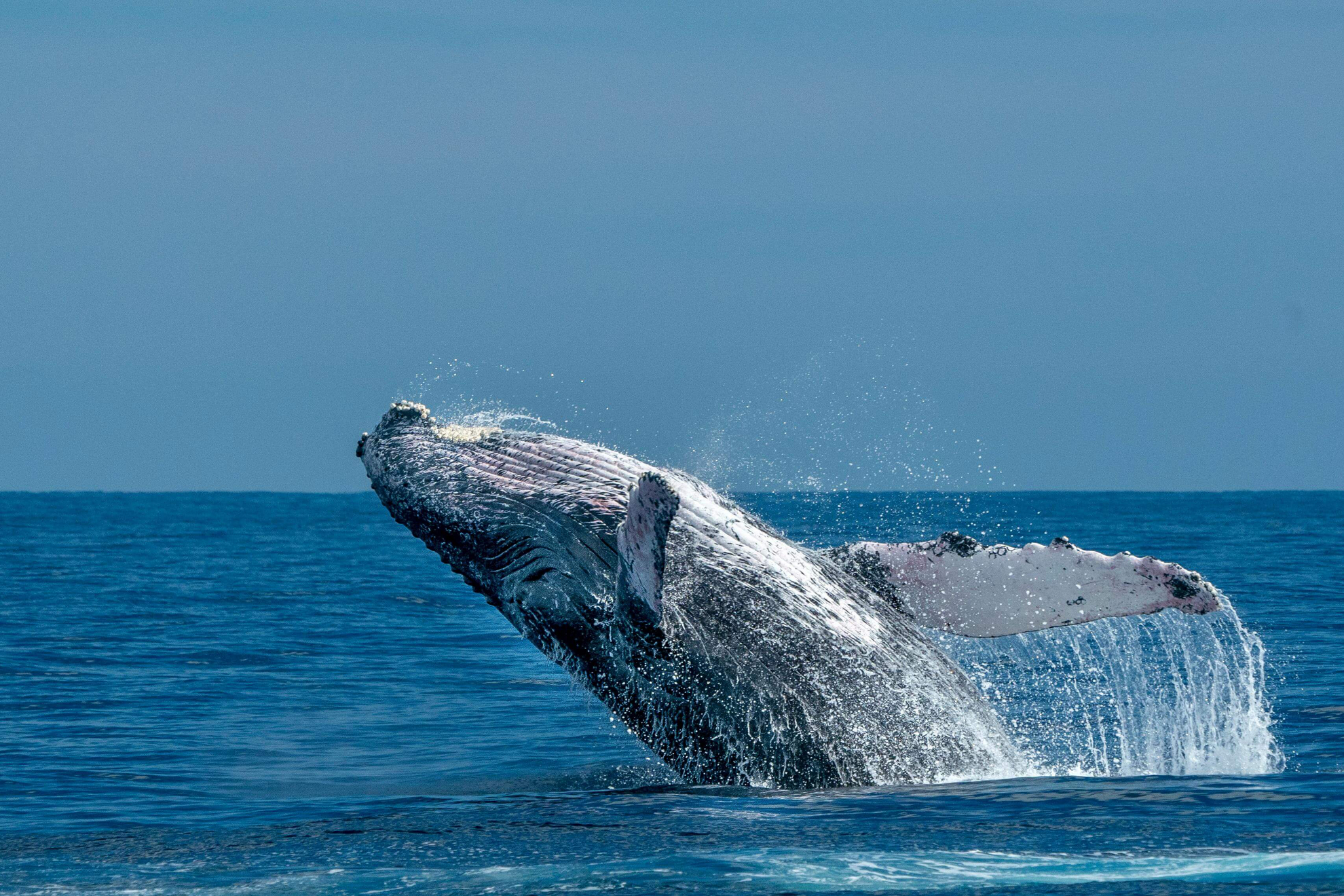 Wale beobachten: Buckelwal steigt aus dem Meer auf.
