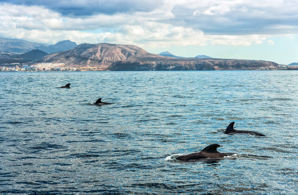 Walflossen von mehreren Walen im Wasser.