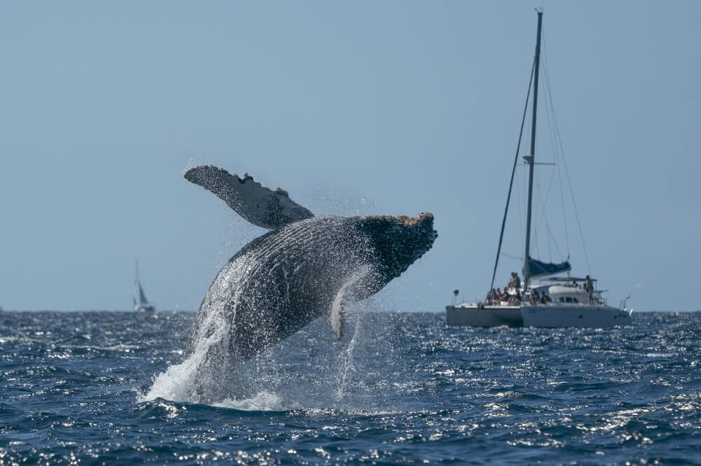 Wale beobachten: Menschen schauen auf einen Wal von einem Katamaran aus.