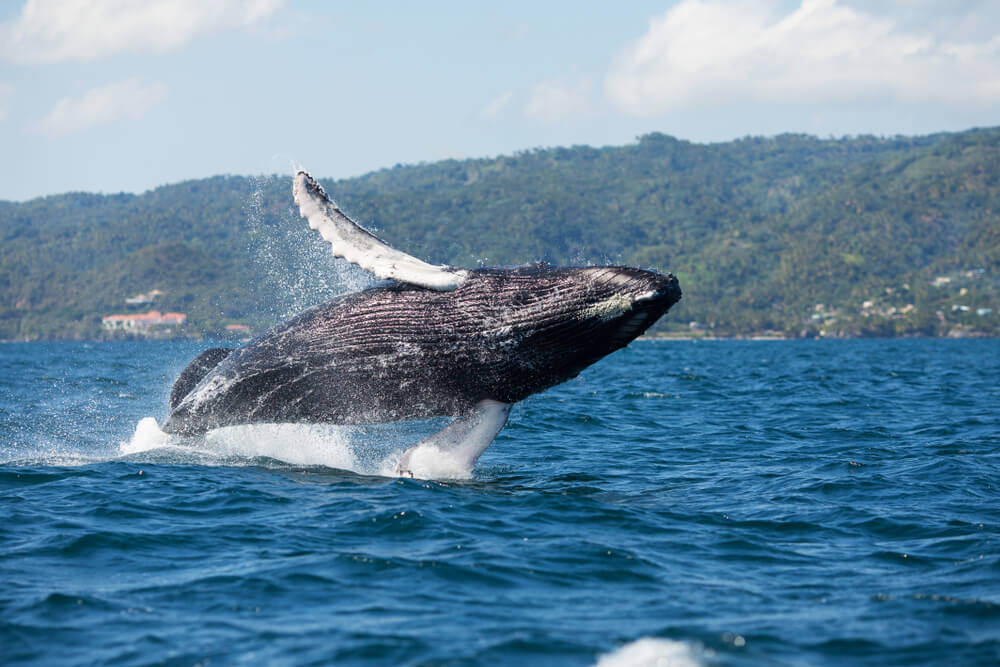 Wale beobachten: springender Wal vor grüner Küste.
