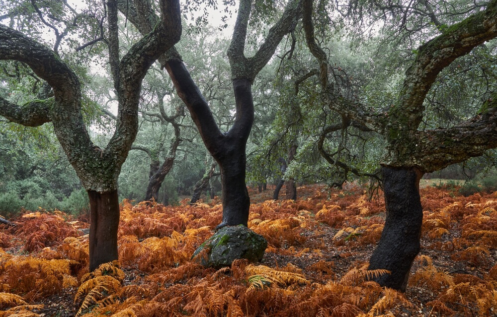 Korkeichen im Naturpark Los Alcornocales, Cadiz.
