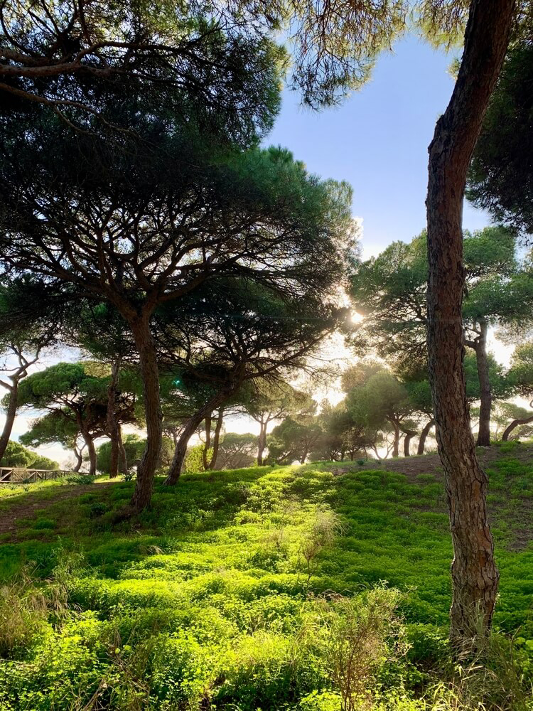 Pinienwald bei Rota in Cadiz, Andalusien.