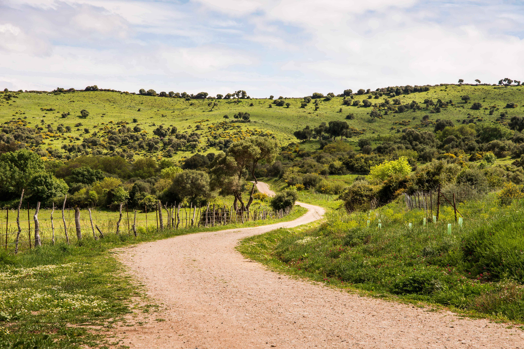 Wandern in Cadiz: typische Landschaft mit Korkeichen und Büschen.