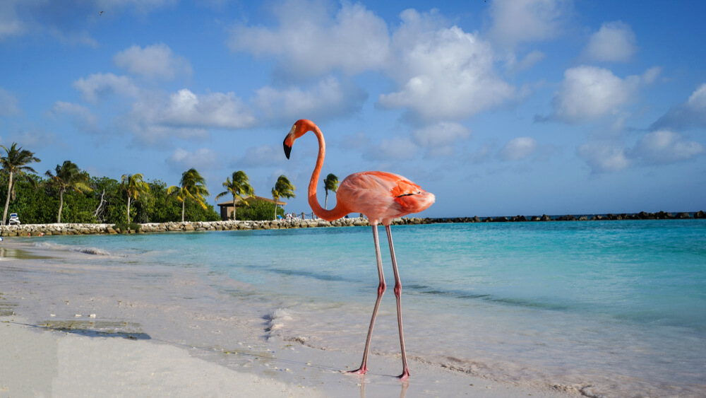 There are many water sports in Aruba to choose from.