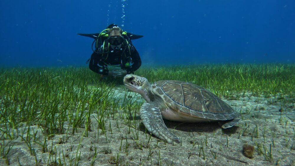 Tenerife scuba diving: Scuba diver swimming with a sea turtle