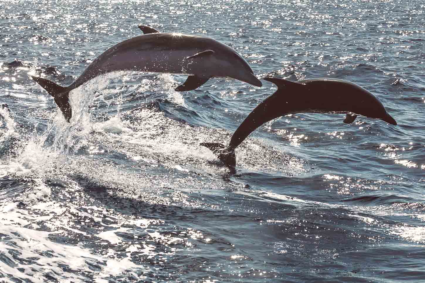 Dolphins or whales, the Canary Islands are surrounded by 26 species