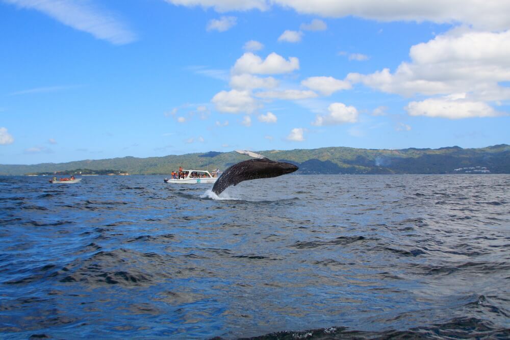 The waters off the northeastern coast of the Samaná Peninsula are a breeding ground for humpbacks and offer some of the best whale watching in the Dominican Republic