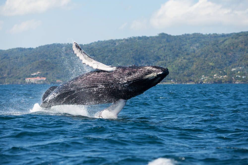 Learn all about humpbacks and other cetaceans when you go whale watching in the Dominican Republic