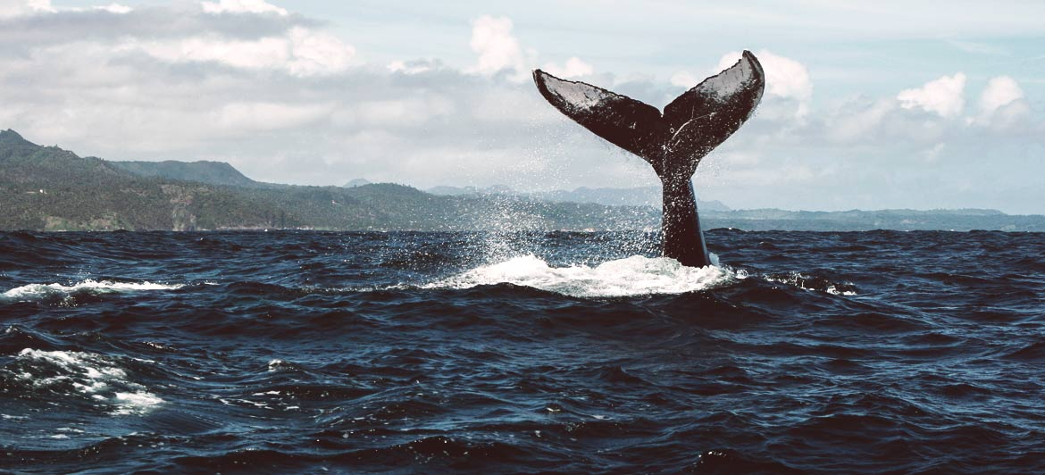 Viaggio ai Caraibi per l'osservazione delle balene nella Repubblica Dominicana