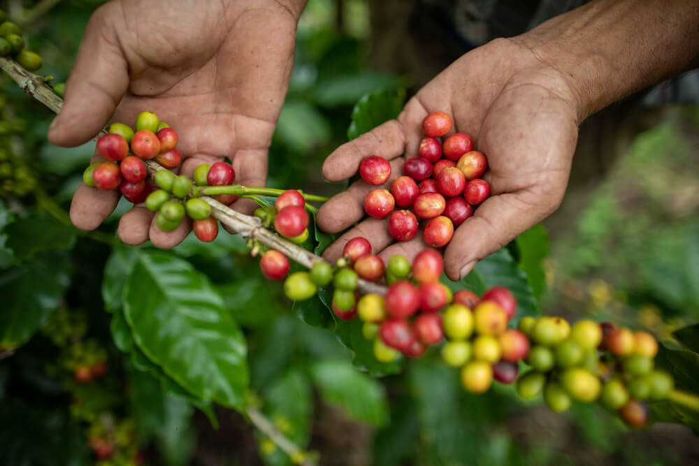 Put visiting a coffee plantation on your list of things to do in Nicaragua