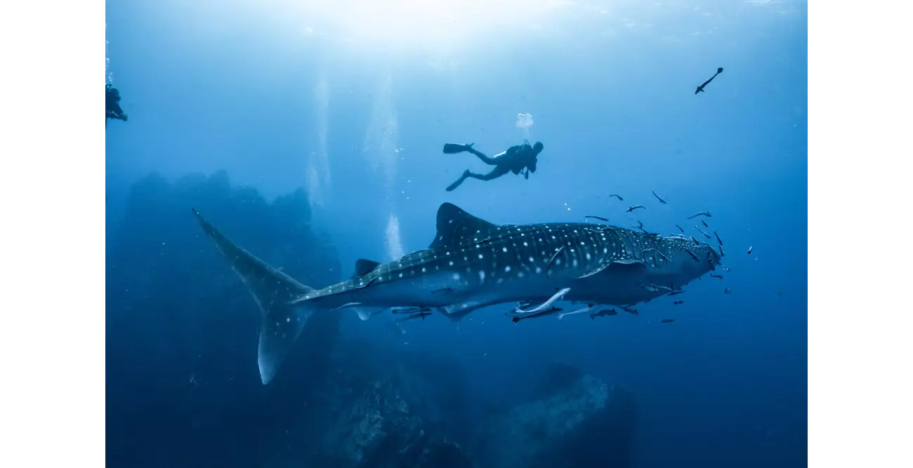 Wildlife in the Maldives: Discover a tropical underwater world