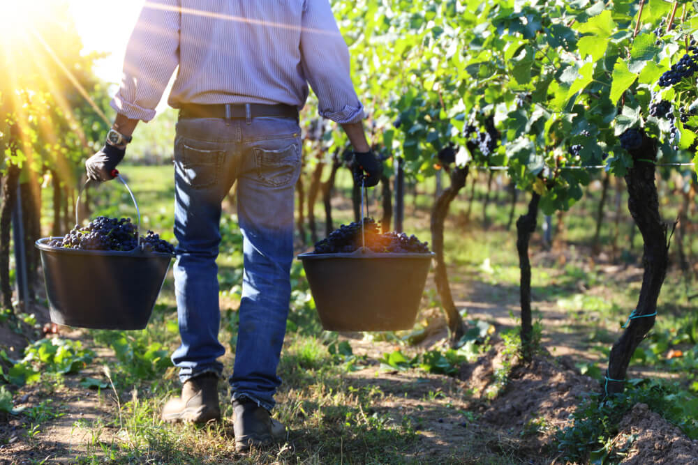 Spain wine regions to visit: Man carrying buckets of grapes through the vineyard